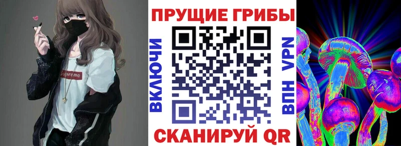 Псилоцибиновые грибы Cubensis  Георгиевск 